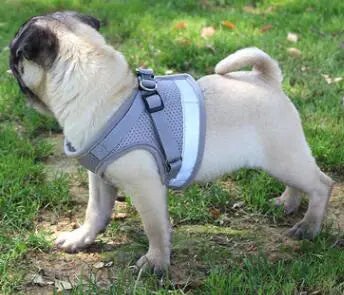 Vibrant Safety Dog Harness